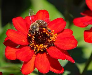 "Der Klimawandel und seine Auswirkungen auf den Garten"